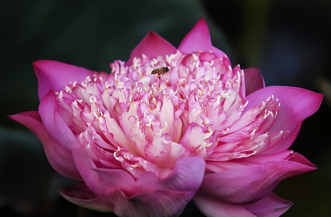 Colourful lotus pond in the suburbs of Hanoi - ảnh 3